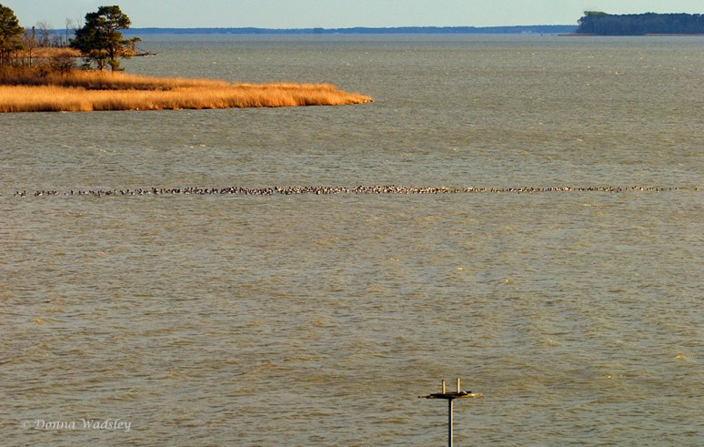 Raft of male and female Canvasbacks