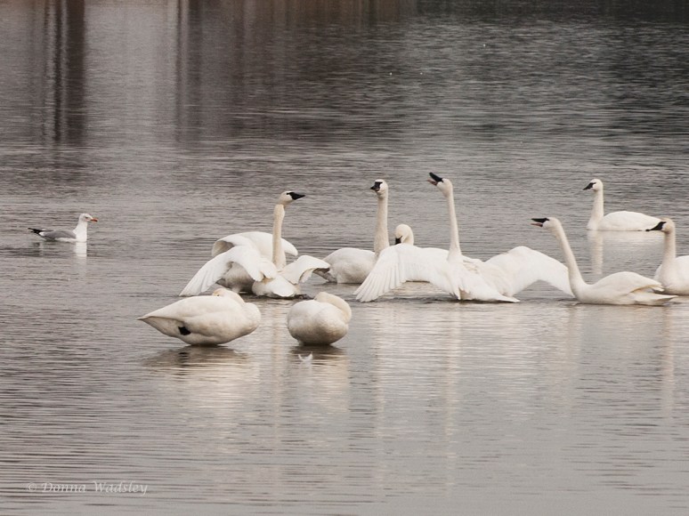 Quite a few 'skirmishes' were going on amongst a few of the Tundra Swan.