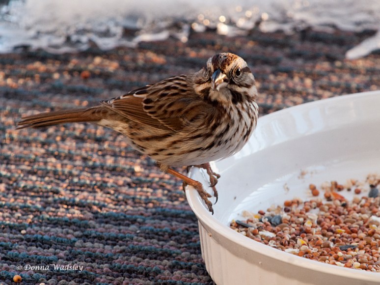 Song Sparrow