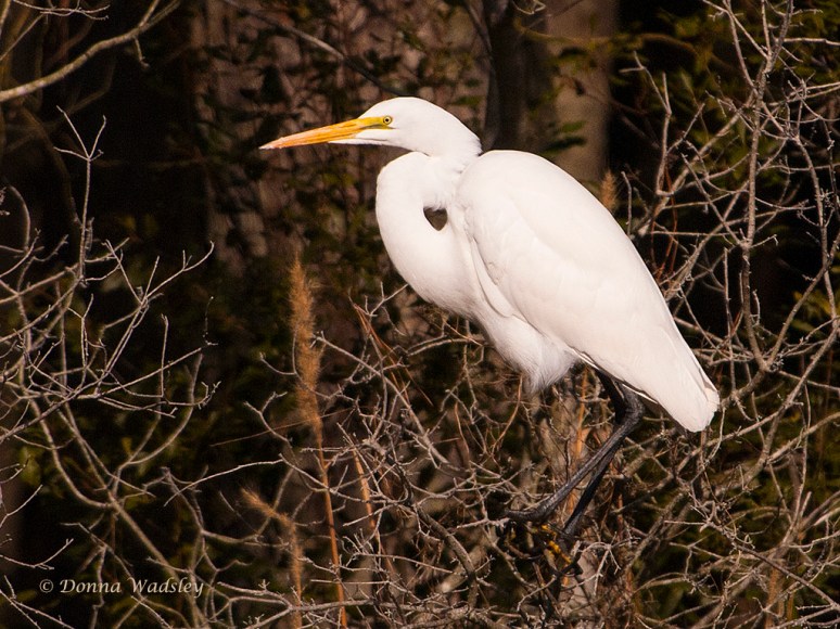 Great Egret "Heart"