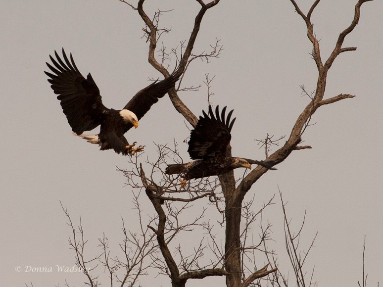 "Hello, this perch is now mine!"