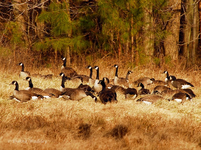 Canada Geese