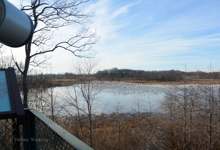 View of Snow Geese from Raymond Pool observation tower.