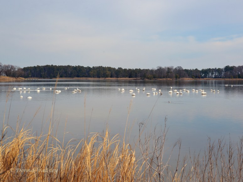 Tundra Swan