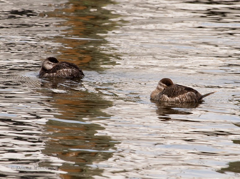 Two Female Ruddy Ducks Napping