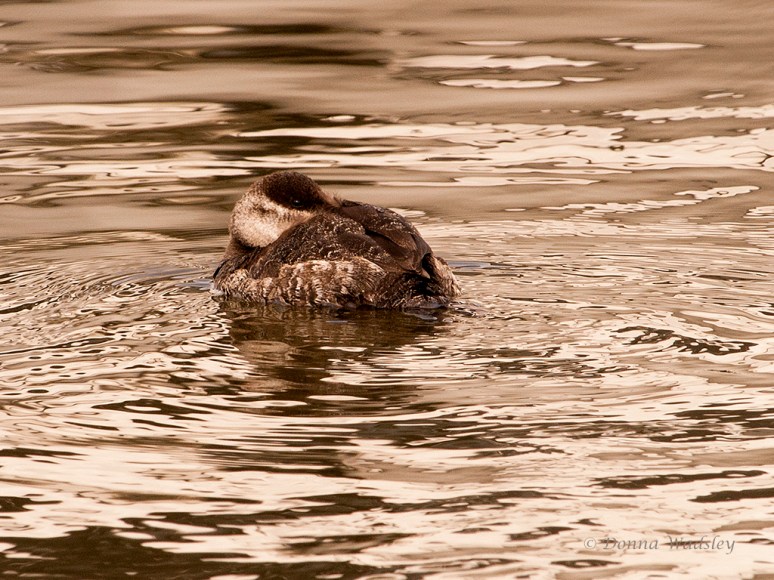 Female Ruddy Duck