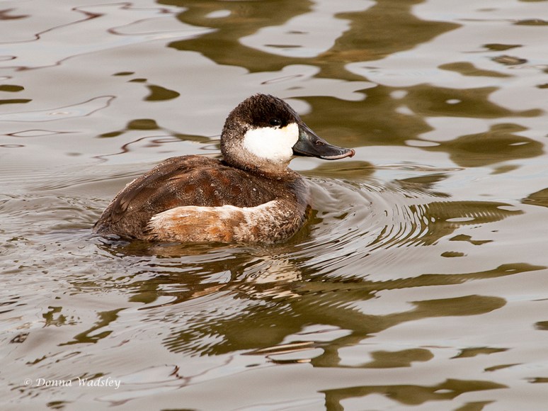 Male Ruddy Duck