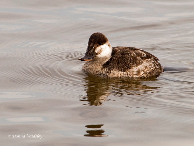 Male Ruddy Duck