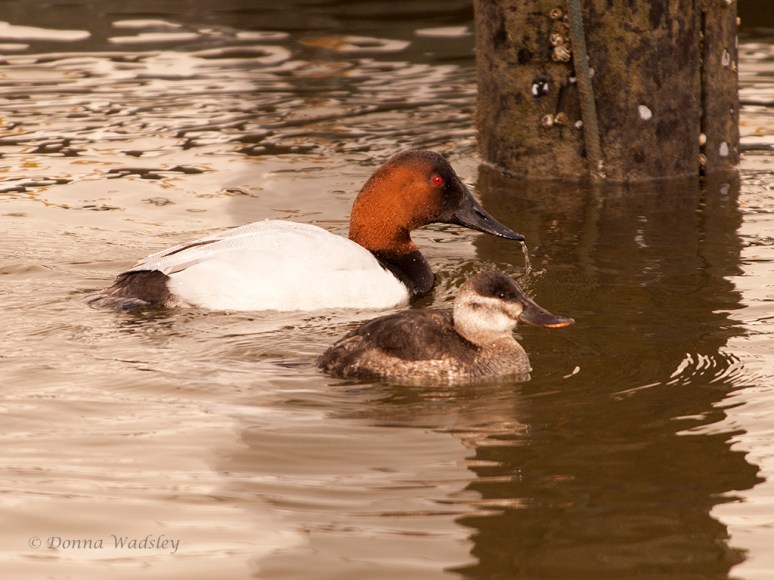 Female Ruddy Duck & Male Canvasback