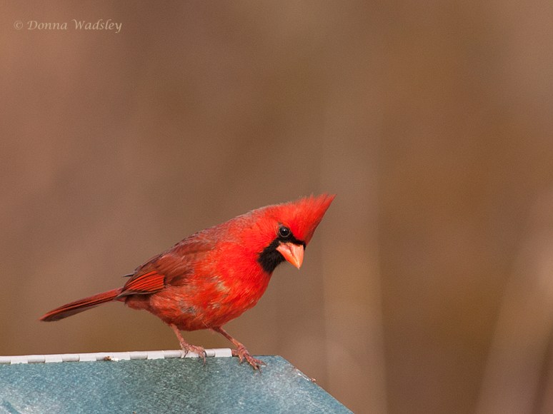 Male Northern Cardinal