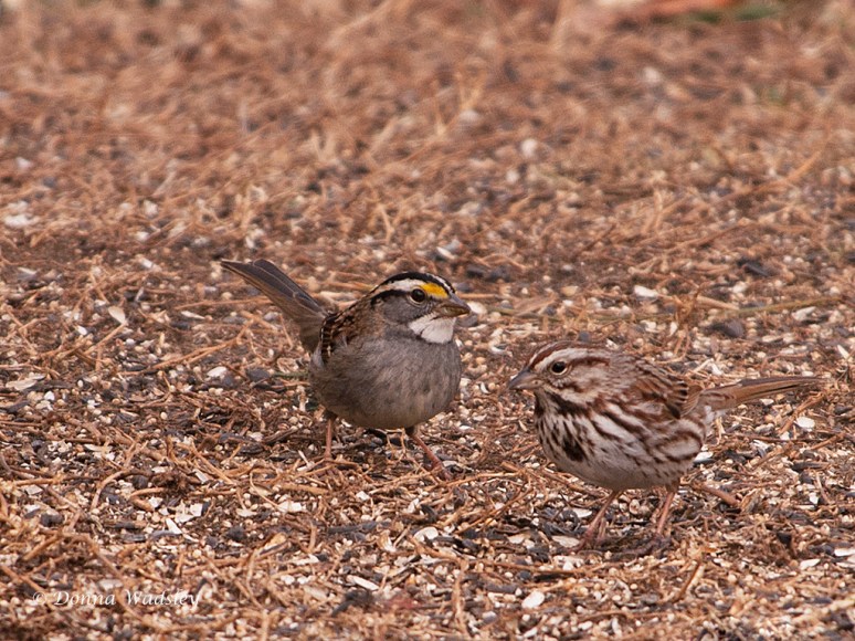 White-throated Sparrow and Song Sparrow