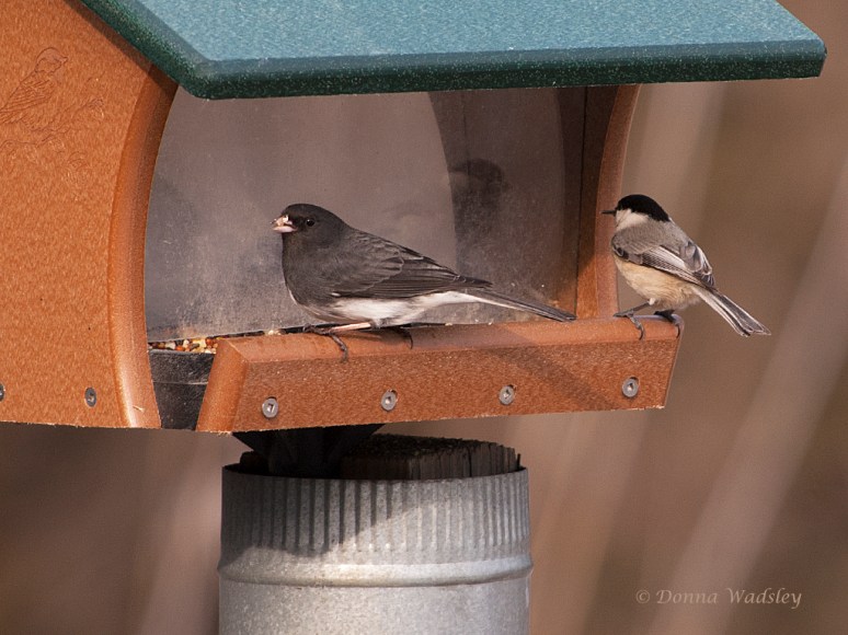 Dark-eyed Junco and black-capped chickadee