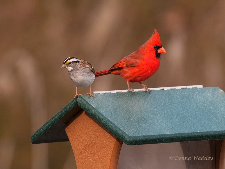White-throated Sparrow and Northern Cardinal
