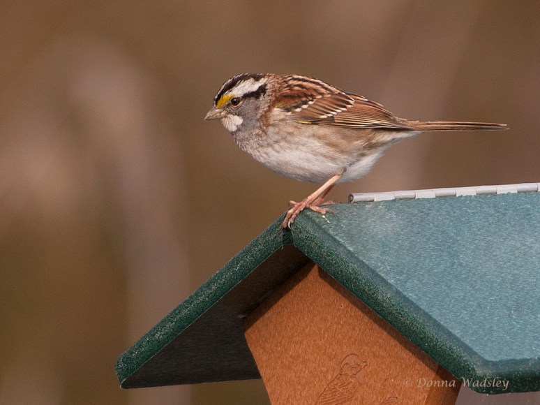 White-throated Sparrow - A New Lifer for Me