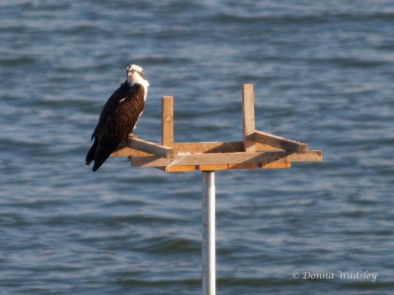 Male Osprey