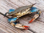 Chesapeake Bay Blue&nbsp;Crab