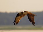 _DSC0001-1 7315