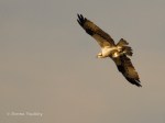 _DSC0014-1 62415