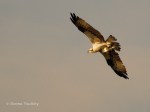 _DSC0014-2 62415