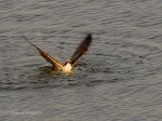 _DSC0057-1 61315