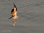 _DSC0069-1 61315