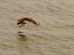 _DSC0073-1 61315
