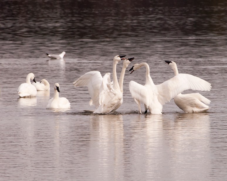 Nature - 2nd place - Tundra Swan Squabble