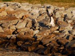 _DSC0102-11 4615