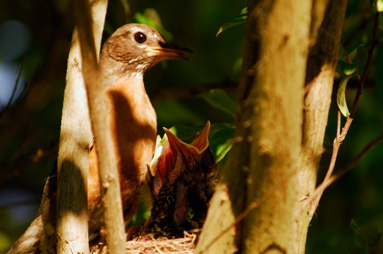Arriving with dinner