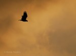_DSC0172-1 41415