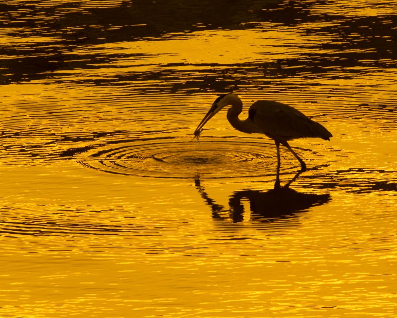 Nature - 2nd Place - 