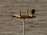 _DSC0181-1 52815
