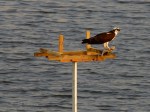 _DSC0259-1 52815