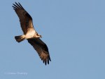 _DSC0358-1 5-29-15