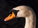Mute Swan