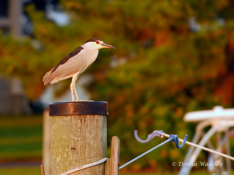 Dad across from them on a piling, again keeping a watchful eye on his family