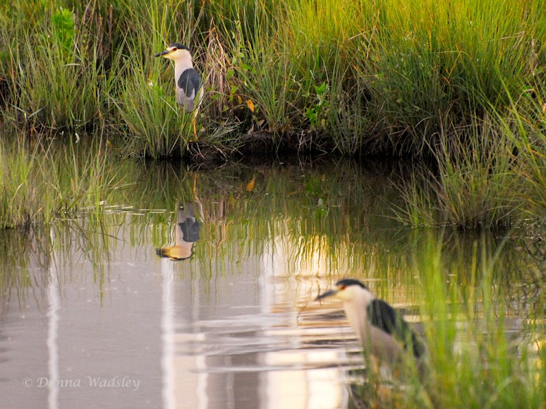 While zooming out on Dad, I spotted a third adult Black-crowned Night Heron in the grass beyond him