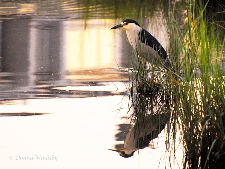 Dad across the small inlet from Momma and Junior, also on watch