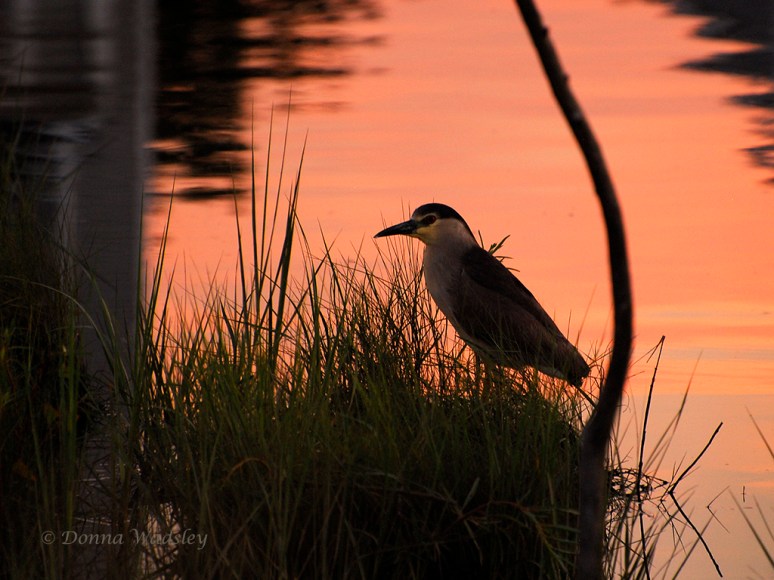 One more photo of Momma with the sun's sky reflection on the water behind her
