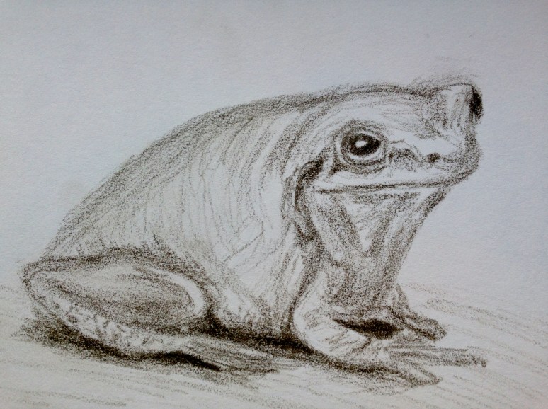 030316 frog