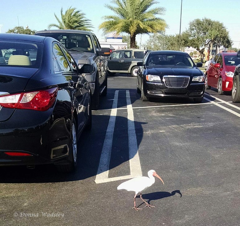 IMG_20160225_155548651-1 22516