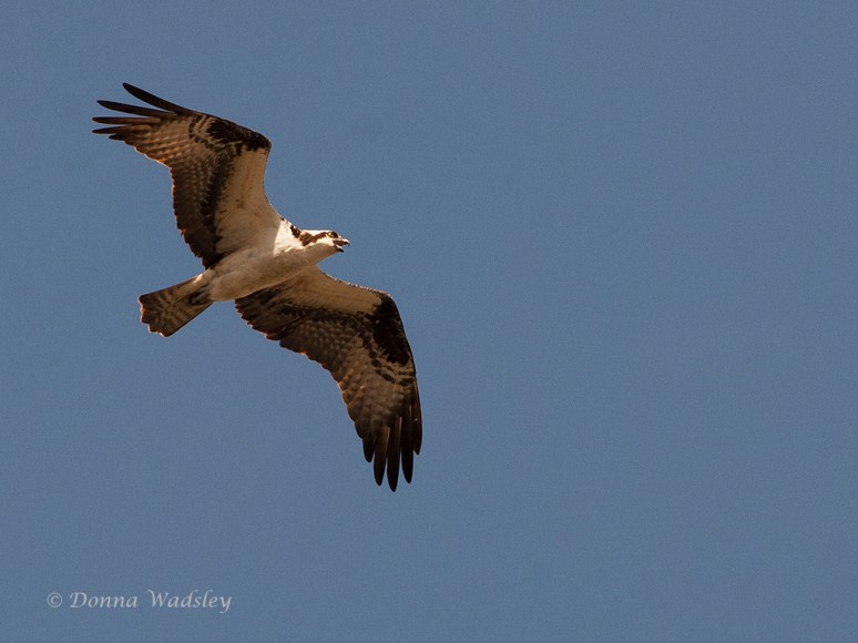 _DSC0006-1 32416.jpg