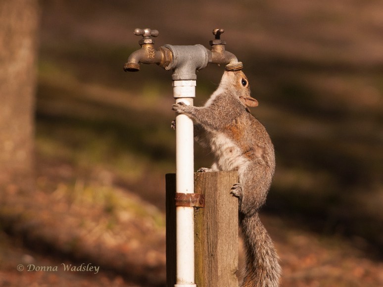 _DSC0266-1 42416.jpg