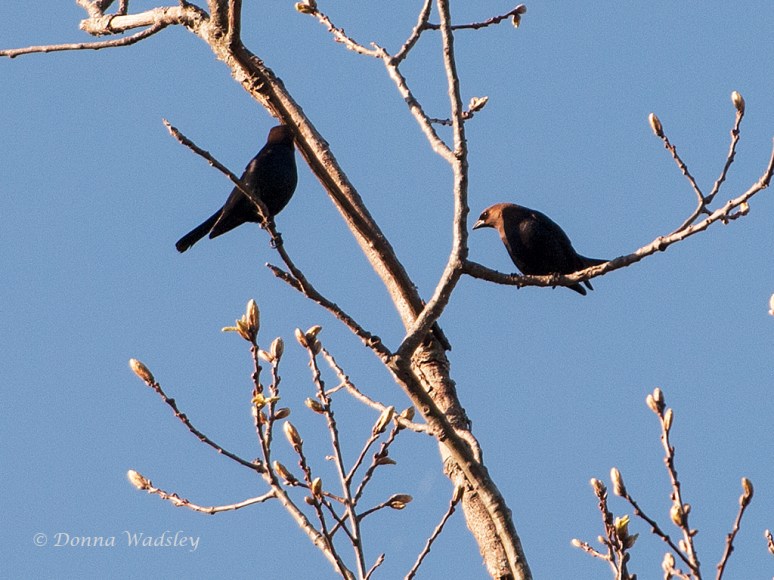 _DSC0512-1 41816.jpg