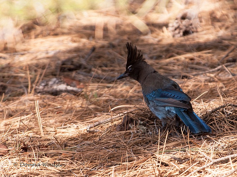 _DSC0043-1 7116-2 7116.jpg