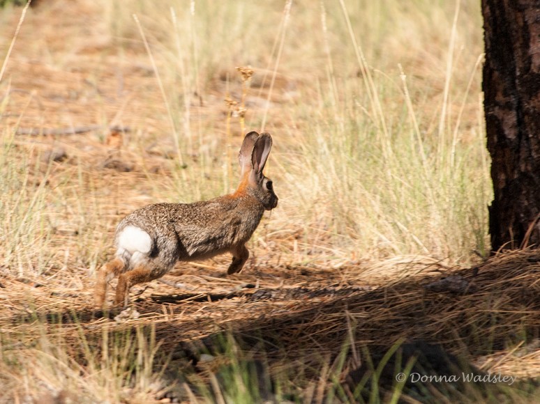 _DSC0253-1 62916.jpg