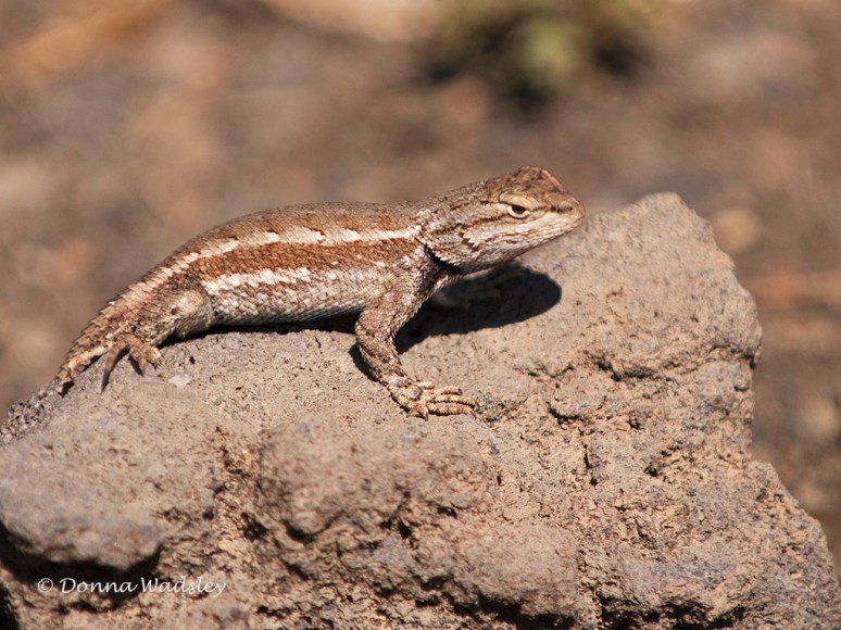 _DSC0337-1 62916.jpg