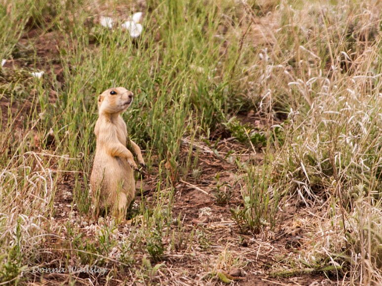 _DSC0579-1 62916.jpg