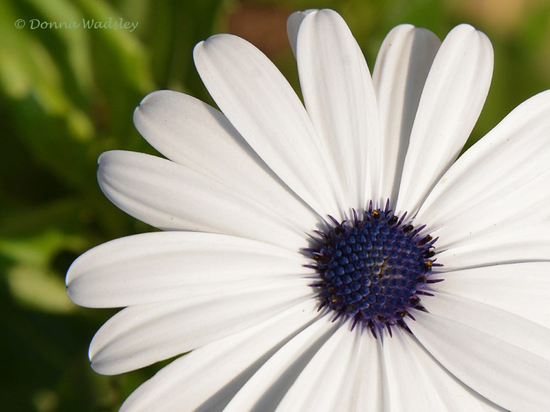 DSC_5824-1 111516.jpg