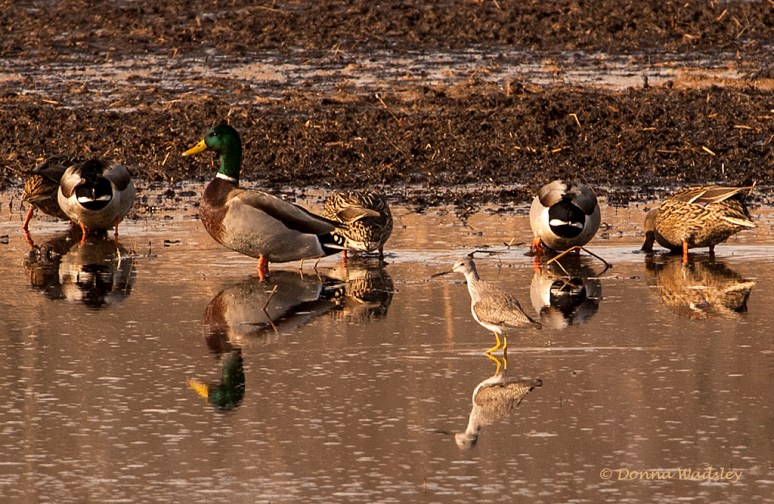 _DSC0288-4 11117.jpg